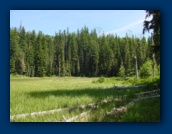 Meadow at
Surprise Lake