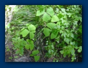 Foliage
with leaflets three