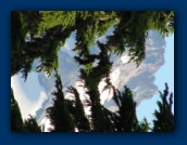 Mount Jefferson
peeking through trees