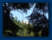 Mount Hood through trees