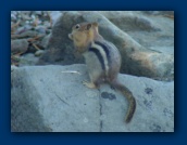 Closeup of the Chipmunk