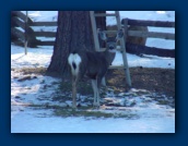 Blue Spruce
Bed 'n' Breakfast
backyard visitors