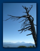 Gnarly tree
3 Sisters in background