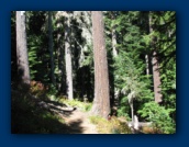 Trail heads into the trees