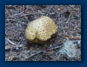 Fungus resembling a nudibranch