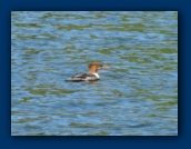 Some species of duck
that I don't recognize