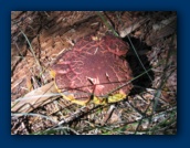 Red and yellow fungus