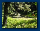 Marshy pond East of
Shellrock Lake