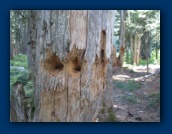 Woodpecker holes