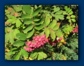 Berry clusters
(Dunno if they're edible)