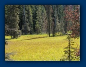 Meadow alongside
Hideaway Lake trail