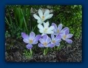 Crocus