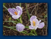 Crocus