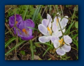 Crocus