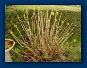 Hydrangea
just beginning to bud