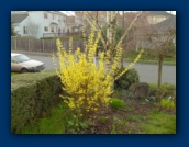 Forsythia in bloom