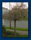 Ornamental Cherry
just beginning to bud