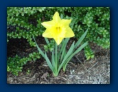 Daffodil