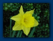 Daffodil