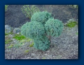 Topiary bush