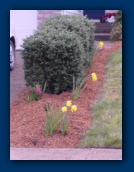 Daffodils and Hyacinth
amid the Boxwoods