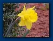 Daffodil