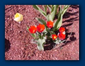 A variety of Tulips