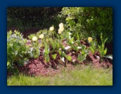 Yellow Tulips