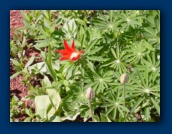 Tulips growing amid
the lupin