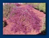 Japanese Maple