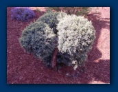 Topiary bush