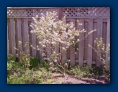 Blueberries in bloom