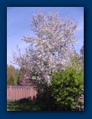 Cherry Tree in bloom