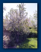 Cherry Tree in bloom