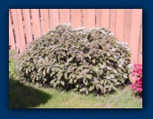 Viburnum davidii