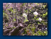 Apple blossums