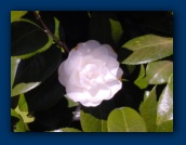 Camelia