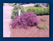 Japanese Maple