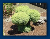 Topiary bush