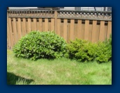 Viburnum davidii (left)
Azalea (right)