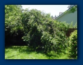 Overloaded Plum Tree