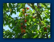 Fresh Rainier Cherries
ready for picking