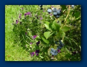 Blueberries (right)
Pansies (left)