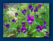 Pansies
growing like weeds