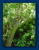 Apple Tree growing back
after I sawed the limbs off