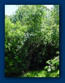 Apple Tree growing back
with a vengeance