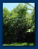 Apple Tree