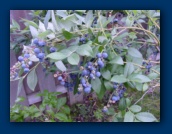 Blueberries