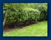 Laurel hedge