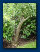 Apple Tree (leaning)